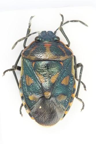 Réf. 335 372 : Eurydema herbacea
